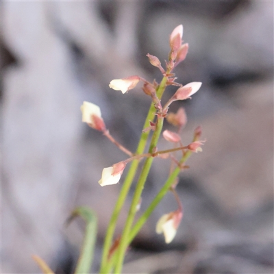 Unidentified Other Wildflower or Herb at Gundaroo, NSW - 12 Dec 2024 by ConBoekel