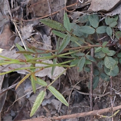 Grona varians at Gundaroo, NSW - 13 Dec 2024 09:22 AM