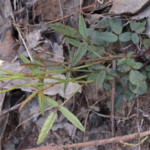 Grona varians at Gundaroo, NSW - 13 Dec 2024