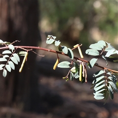 Indigofera australis subsp. australis (Australian Indigo) at Gundaroo, NSW - 12 Dec 2024 by ConBoekel