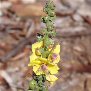 Verbascum virgatum at Gundaroo, NSW - 13 Dec 2024