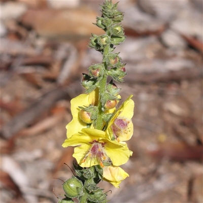 Verbascum virgatum (Green Mullein) at Gundaroo, NSW - 13 Dec 2024 by ConBoekel