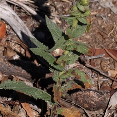 Verbascum virgatum at Gundaroo, NSW - 13 Dec 2024