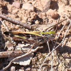 Oedaleus australis (Australian Oedaleus) at Gundaroo, NSW - 12 Dec 2024 by ConBoekel