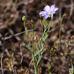 Linum marginale (Native Flax) at Gundaroo, NSW - 13 Dec 2024 by ConBoekel