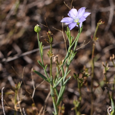 Unidentified Other Wildflower or Herb at Gundaroo, NSW - 12 Dec 2024 by ConBoekel