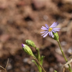 Unidentified Other Wildflower or Herb at Gundaroo, NSW - 12 Dec 2024 by ConBoekel