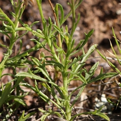 Vittadinia muelleri at Gundaroo, NSW - 13 Dec 2024