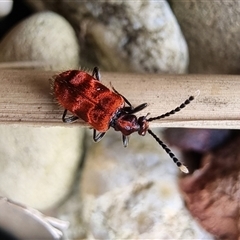 Lemodes coccinea (Scarlet ant beetle) at Tathra, NSW - 14 Dec 2024 by MattYoung