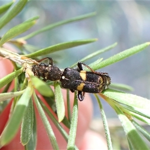 Eleale pulchra (Clerid beetle) at Aranda, ACT by CathB