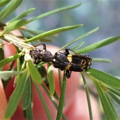 Eleale pulchra at Aranda, ACT - 13 Dec 2024 07:44 AM