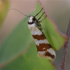 Tanyzancla atricollis at Gundaroo, NSW - 13 Dec 2024