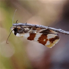 Tanyzancla atricollis at Gundaroo, NSW - 13 Dec 2024