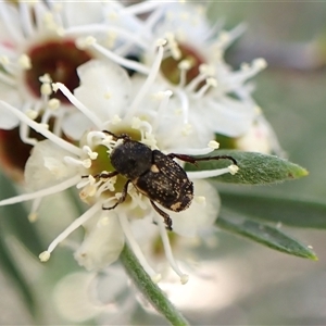 Microvalgus sp. (genus) (Flower scarab) at Aranda, ACT by CathB