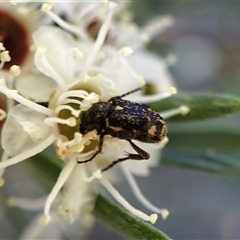 Microvalgus sp. (genus) at Aranda, ACT - 13 Dec 2024