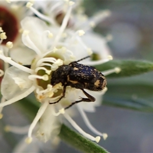 Microvalgus sp. (genus) at Aranda, ACT - 13 Dec 2024