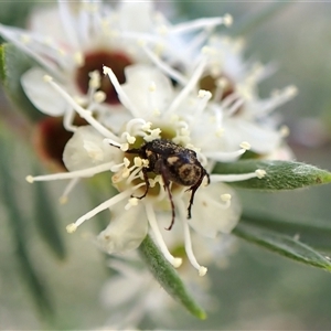 Microvalgus sp. (genus) at Aranda, ACT - 13 Dec 2024