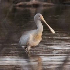 Platalea flavipes (Yellow-billed Spoonbill) at Throsby, ACT - 20 Oct 2024 by TCosta