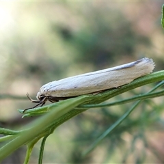 Philobota productella (Pasture Tunnel Moth) at Aranda, ACT - 13 Dec 2024 by CathB