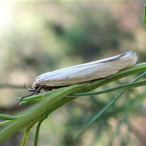 Philobota productella (Pasture Tunnel Moth) at Aranda, ACT by CathB