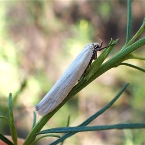 Philobota productella at Aranda, ACT - 13 Dec 2024