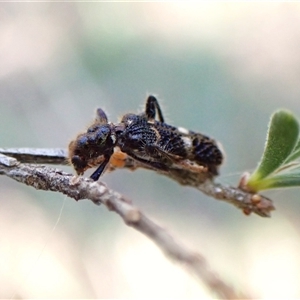 Scrobiger splendidus (Clerid beetle) at Aranda, ACT by CathB