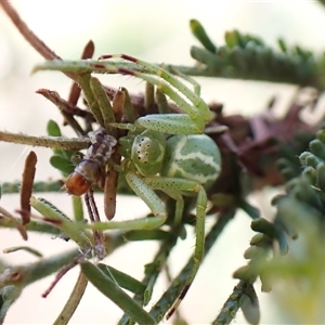 Thomisidae (family) at Aranda, ACT by CathB