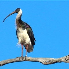 Threskiornis spinicollis (Straw-necked Ibis) at Throsby, ACT - 14 Dec 2024 by TCosta