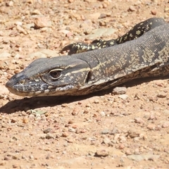 Varanus rosenbergi (Heath or Rosenberg's Monitor) at Brindabella, NSW - 14 Dec 2024 by BenW