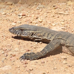 Varanus rosenbergi at Brindabella, NSW - suppressed