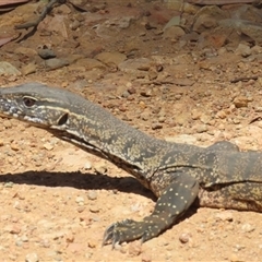 Varanus rosenbergi at Brindabella, NSW - suppressed