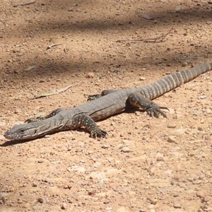 Varanus rosenbergi at Brindabella, NSW - suppressed