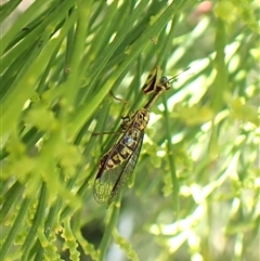 Spaminta minjerribae (Mantisfly) at Cook, ACT - 14 Dec 2024 by CathB