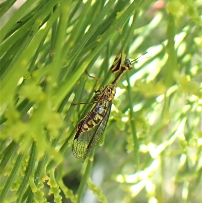 Spaminta minjerribae (Mantisfly) at Cook, ACT - 14 Dec 2024 by CathB