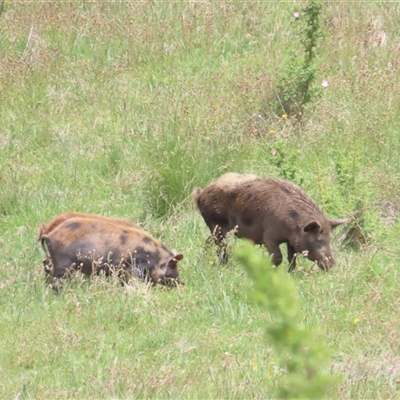 Sus scrofa (Pig (feral)) at Rendezvous Creek, ACT - 7 Dec 2024 by BenW