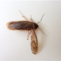 Calolampra sp. (genus) (Bark cockroach) at Cook, ACT - 13 Dec 2024 by CathB