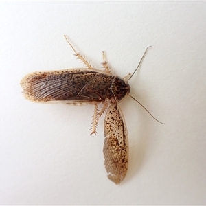 Calolampra sp. (genus) (Bark cockroach) at Cook, ACT by CathB