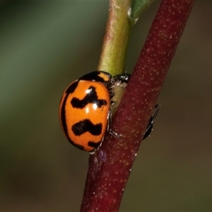 Coccinella transversalis at Gungahlin, ACT - 12 Dec 2024 11:11 AM