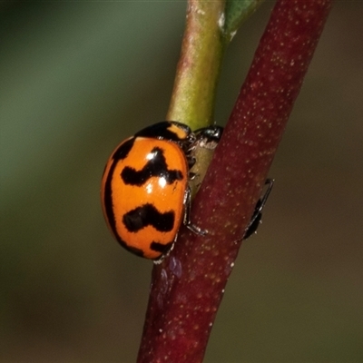 Coccinella transversalis (Transverse Ladybird) at Gungahlin, ACT - 12 Dec 2024 by AlisonMilton