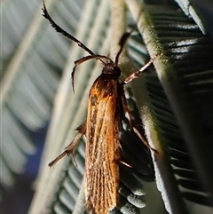 Snellenia lineata (Lycid-mimicking Moth) at Aranda, ACT - 13 Dec 2024 by CathB