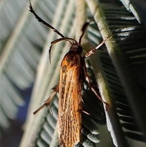 Snellenia lineata at Aranda, ACT - 14 Dec 2024 07:43 AM