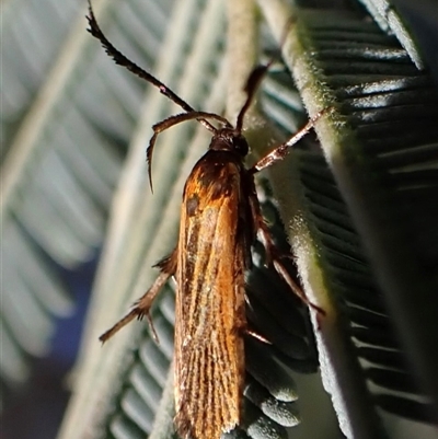 Snellenia lineata (Lycid-mimicking Moth) at Aranda, ACT - 13 Dec 2024 by CathB