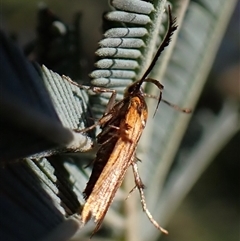 Snellenia lineata at Aranda, ACT - 14 Dec 2024