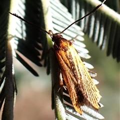 Snellenia lineata at Aranda, ACT - 14 Dec 2024