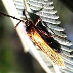 Snellenia lineata at Aranda, ACT - 14 Dec 2024