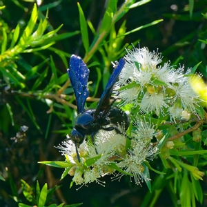 Austroscolia soror (Blue Flower Wasp) at Harrison, ACT by DPRees125