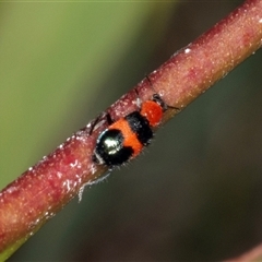 Dicranolaius cinctus (Notched-leg Red & Blue Flower Beetle) at Gungahlin, ACT - 12 Dec 2024 by AlisonMilton