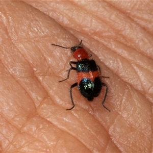 Dicranolaius bellulus at Gungahlin, ACT - 12 Dec 2024 11:10 AM