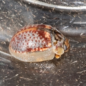 Paropsisterna m-fuscum at Ngunnawal, ACT - 12 Dec 2024