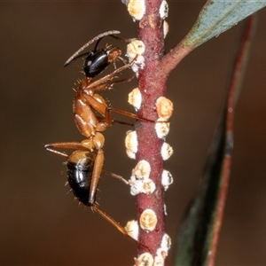 Camponotus consobrinus (Banded sugar ant) at Gungahlin, ACT by AlisonMilton